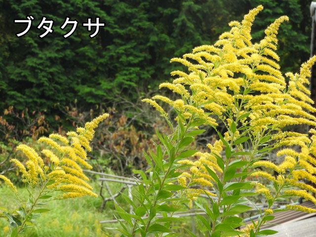 14 夏から秋にかけての花粉症について Azfit