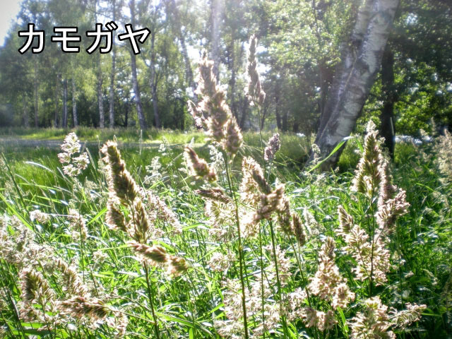 14. 夏から秋にかけての花粉症について