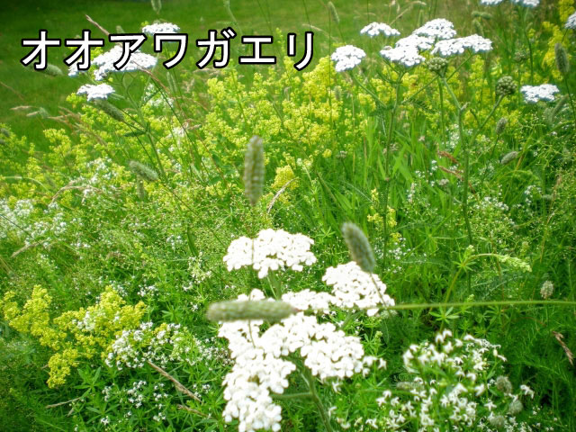 14. 夏から秋にかけての花粉症について