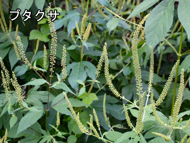 14. 夏から秋にかけての花粉症について